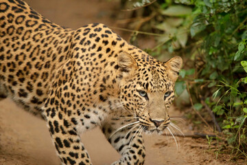 Indian Leopard closeup shot, Panthera pardus fusca, Jhalana, Rajasthan, India