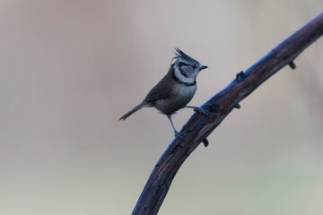 European crested tit Lophophanes cristatus in close view perched