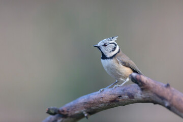 European crested tit Lophophanes cristatus in close view perched