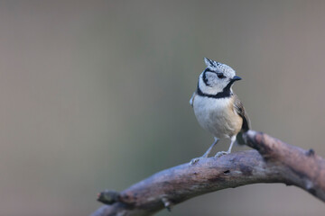 European crested tit Lophophanes cristatus in close view perched