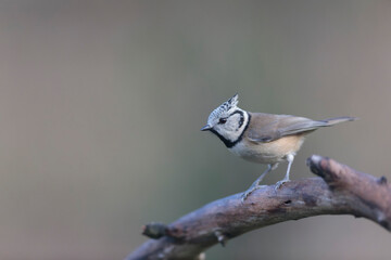European crested tit Lophophanes cristatus in close view perched
