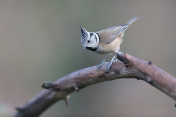 European crested tit Lophophanes cristatus in close view perched