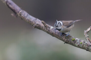 European crested tit Lophophanes cristatus in close view perched