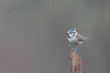 European crested tit Lophophanes cristatus in close view perched
