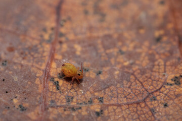 Globular springtail Dicyrtomina ornata or fusca in very close view