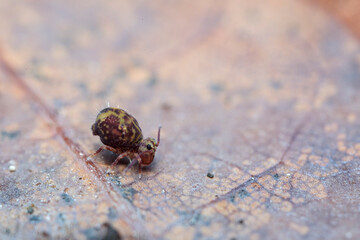 Globular springtail Dicyrtomina ornata or fusca in very close view