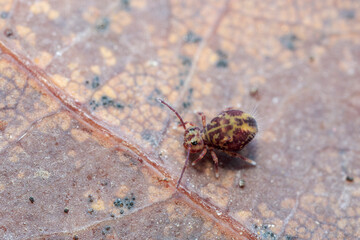Globular springtail Dicyrtomina ornata or fusca in very close view