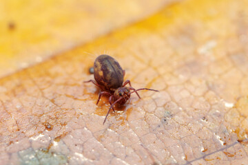 Globular springtail Dicyrtomina ornata or fusca in very close view