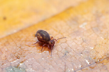 Globular springtail Dicyrtomina ornata or fusca in very close view