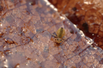Globular springtail Dicyrtomina ornata or fusca in very close view