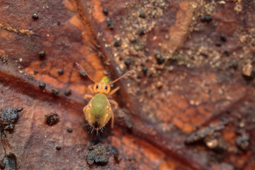 Globular springtail Dicyrtomina ornata or fusca in very close view