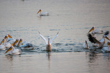 pelicans on the beach
