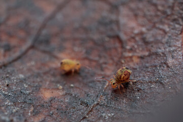 Globular springtail Dicyrtomina ornata or fusca in very close view