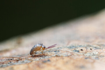 Globular springtail Dicyrtomina ornata or fusca in very close view