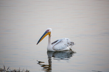 Fototapeta na wymiar pelican on the water