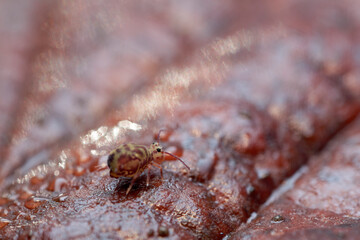 Globular springtail Dicyrtomina ornata or fusca in very close view
