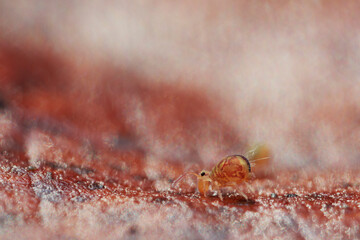Globular springtail Dicyrtomina ornata or fusca in very close view