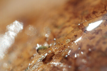 Globular springtail Dicyrtomina ornata or fusca in very close view