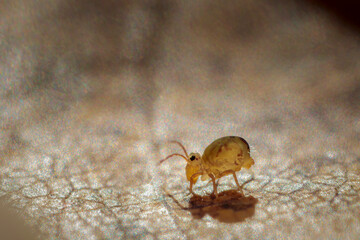 Globular springtail Dicyrtomina ornata or fusca in very close view