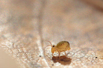 Globular springtail Dicyrtomina ornata or fusca in very close view