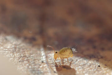 Globular springtail Dicyrtomina ornata or fusca in very close view