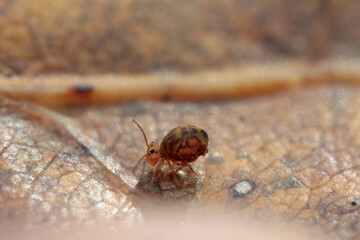 Globular springtail Dicyrtomina ornata or fusca in very close view