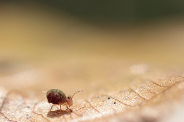 Globular springtail Dicyrtomina ornata or fusca in very close view