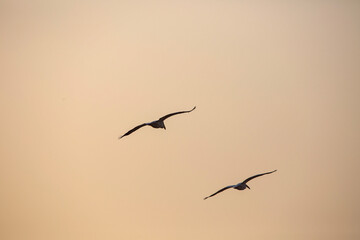 birds in flight
