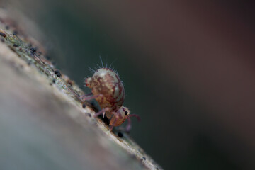 Globular springtail Dicyrtomina ornata or fusca in very close view