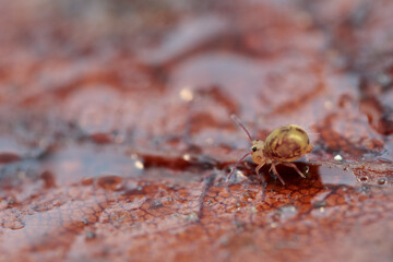 Globular springtail Dicyrtomina ornata or fusca in very close view