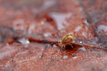 Globular springtail Dicyrtomina ornata or fusca in very close view