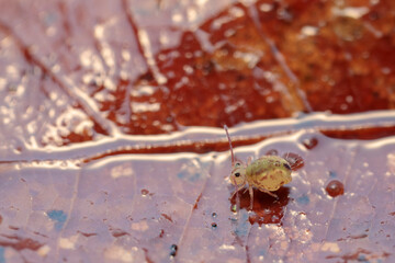 Globular springtail Dicyrtomina ornata or fusca in very close view