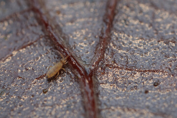 Globular springtail Dicyrtomina ornata or fusca in very close view