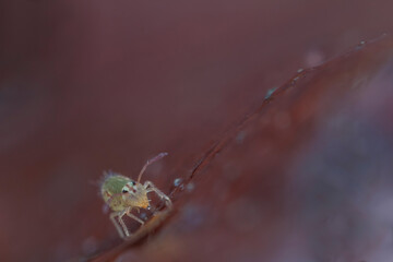 Globular springtail Dicyrtomina ornata or fusca in very close view