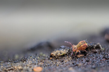 Globular springtail Dicyrtomina ornata or fusca in very close view
