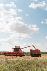 Unloading grains into truck by unloading auger. Wheat harvesting on field in summer season. Process...