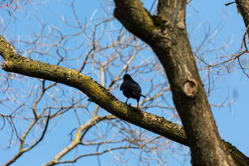 Crow on a branch in park