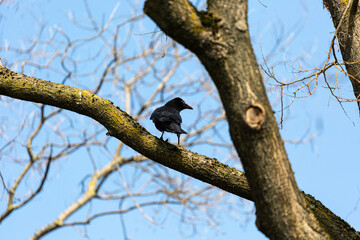 Crow on a branch in park