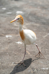 Cattle egret, a bird known to pick ticks and flies from cow's back, in captivity. Blurred background