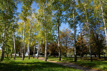 Birch grove in the city park