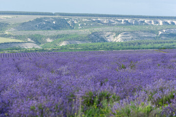 Naklejka na ściany i meble Lavender field landscape. The color of the year 2022 is Very Peri blue purple. An even row of pale purple flowers. Atmospheric summer floral background. Fragrant flowers are grown for perfumery.