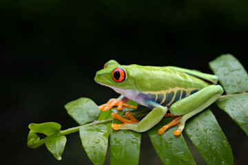 Close up, frog is perching on a green leaf