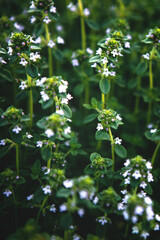Close up of Sweet Basil green plants with flowers growing texture Local vegetable planting farm. Specific fragrant aroma as well as food and herb for aromatherapy. Natural vegetable garden background 
