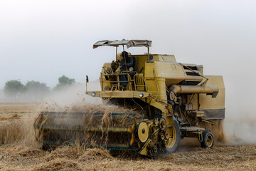 Fototapeta na wymiar wheat crop in India and Pakistan , wheat harvesting with hand and combine harvester in Asia