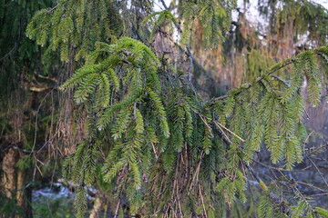 large sprawling evergreen spruce tree in winter
