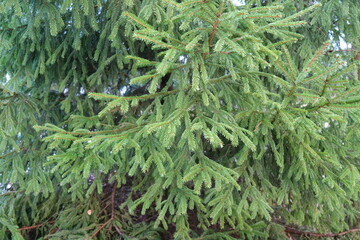 large sprawling evergreen spruce tree in winter