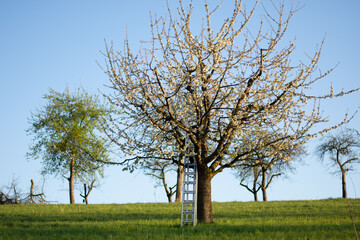 Obraz premium tree in field