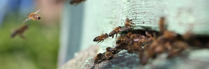 Full of honey bee hives with bees in garden closeup