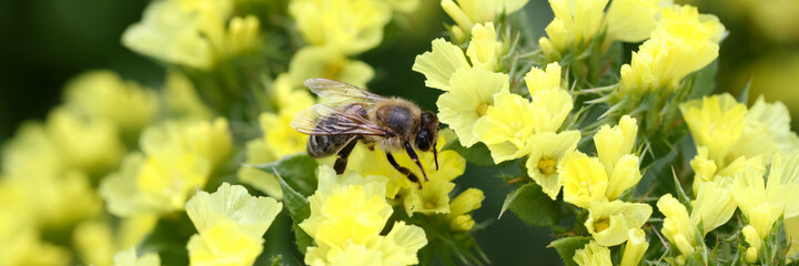 Golden lush blooming flowers and bee collect nectar closeup