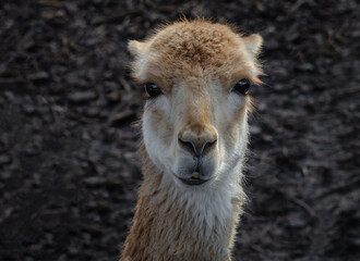 Obraz premium Close up portrait of a vicuna as it stares forward at the camera